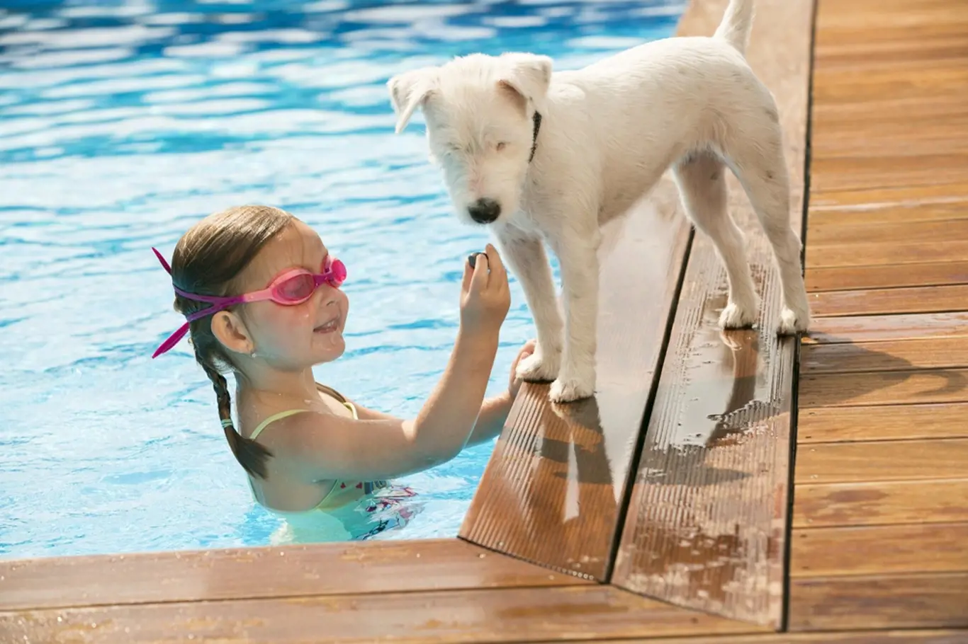 Na psy bychom měli v blízkosti bazénů dávat zvýšený pozor.