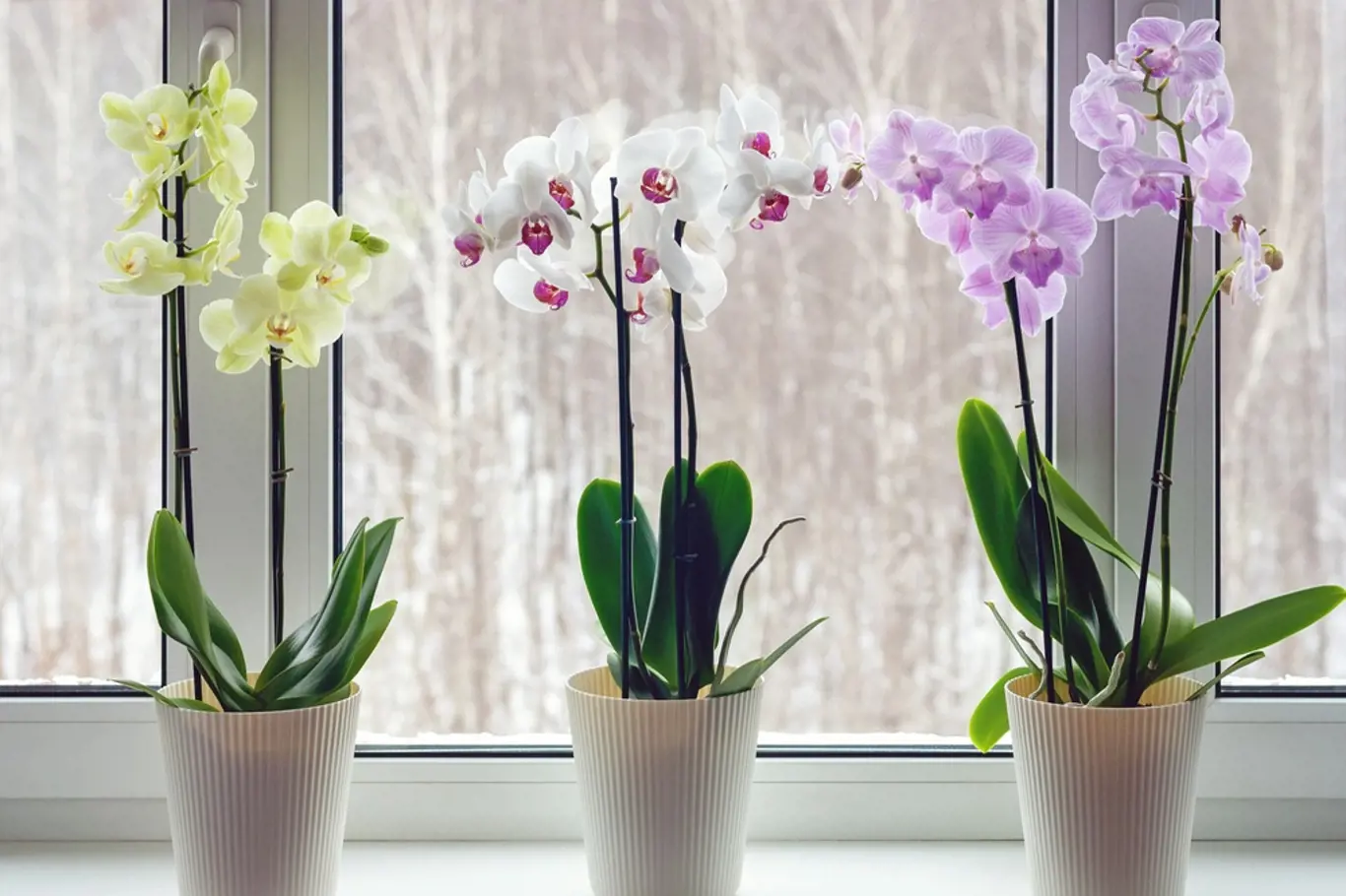 orchidej okno