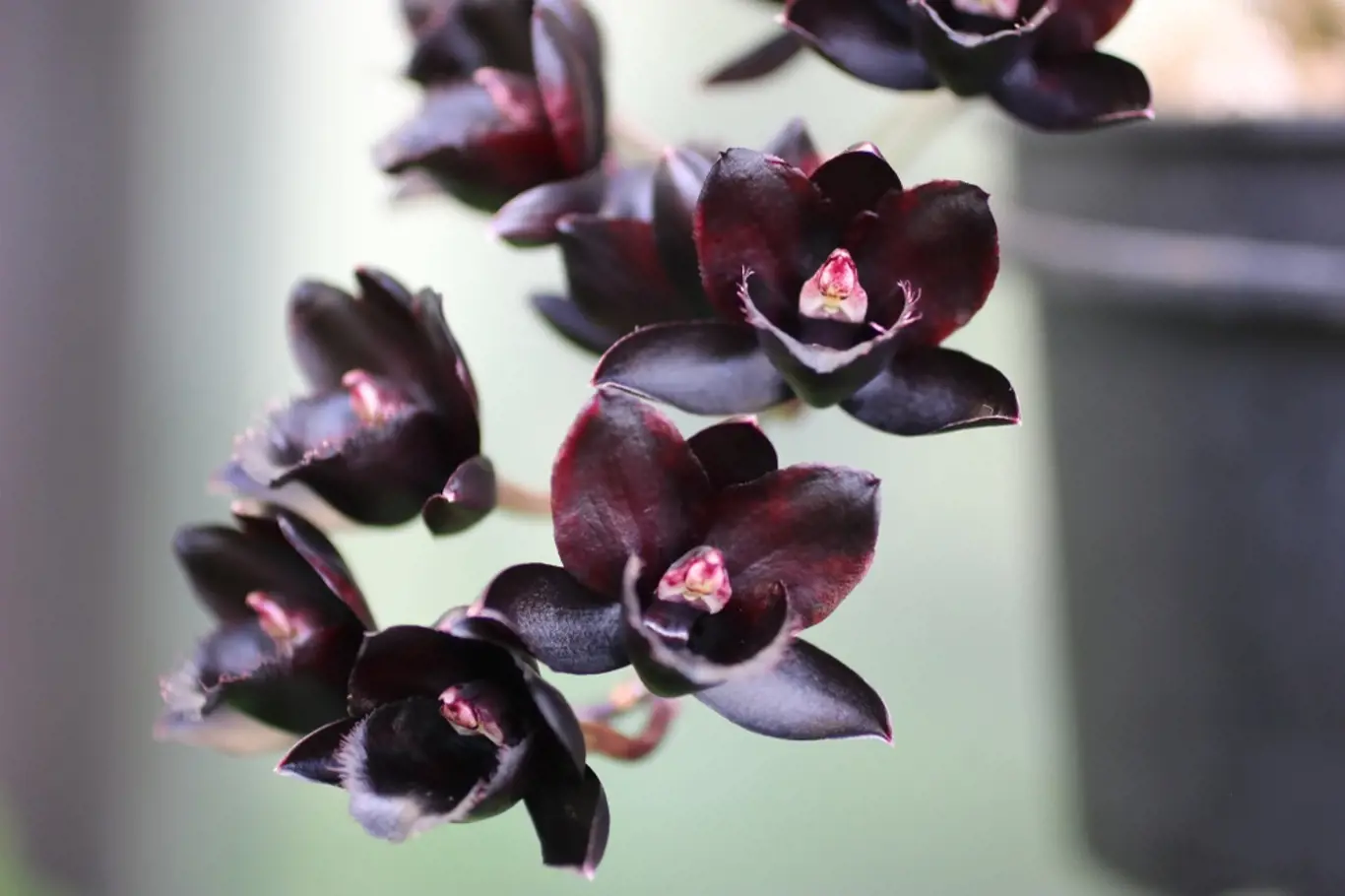 Černá orchidej - Dark Black Pearl