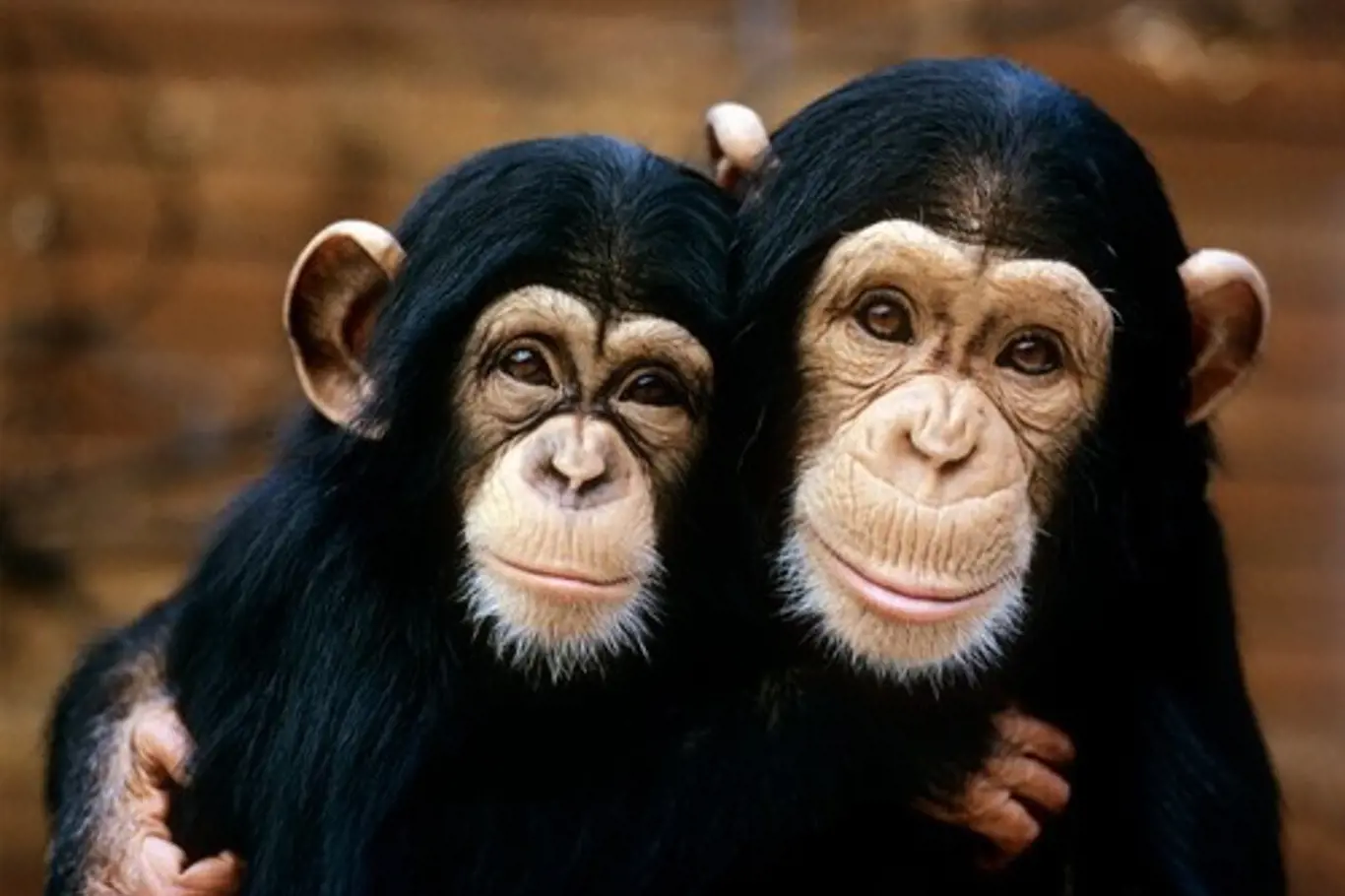 šimpanzi