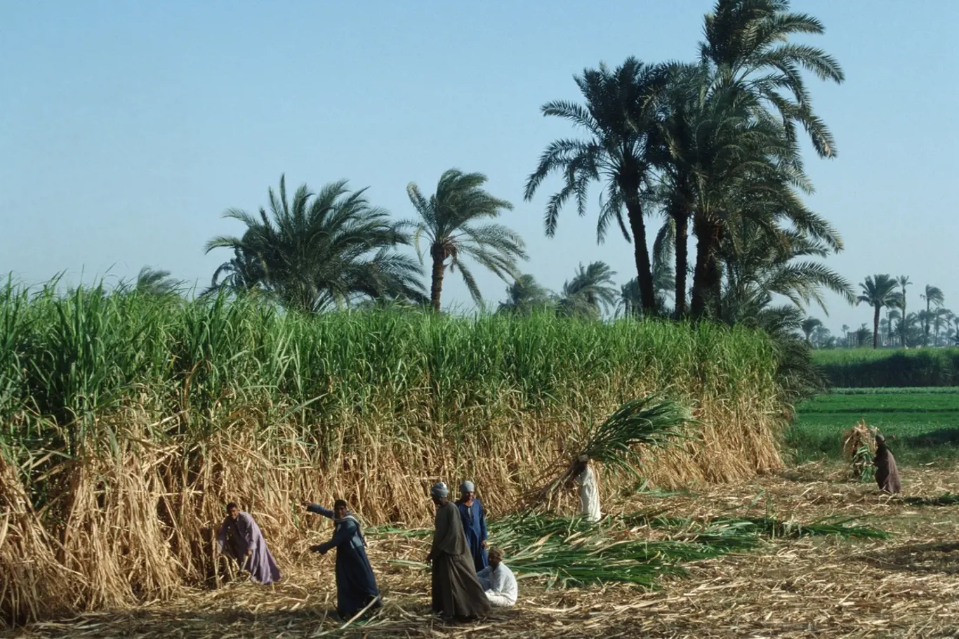 Zemědělci pracující na polích, Abydos, Egypt