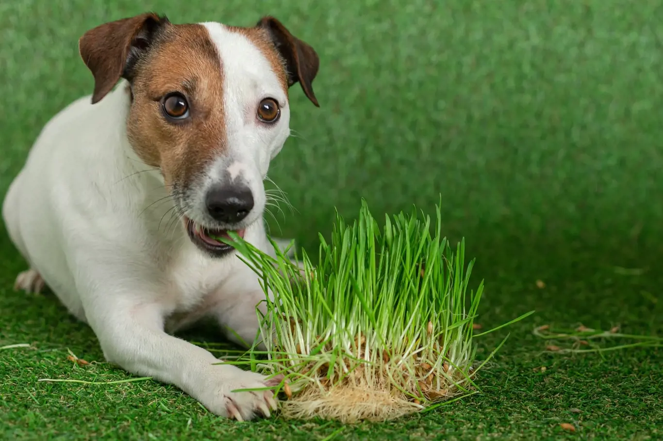 Jedovaté rostliny pro psy