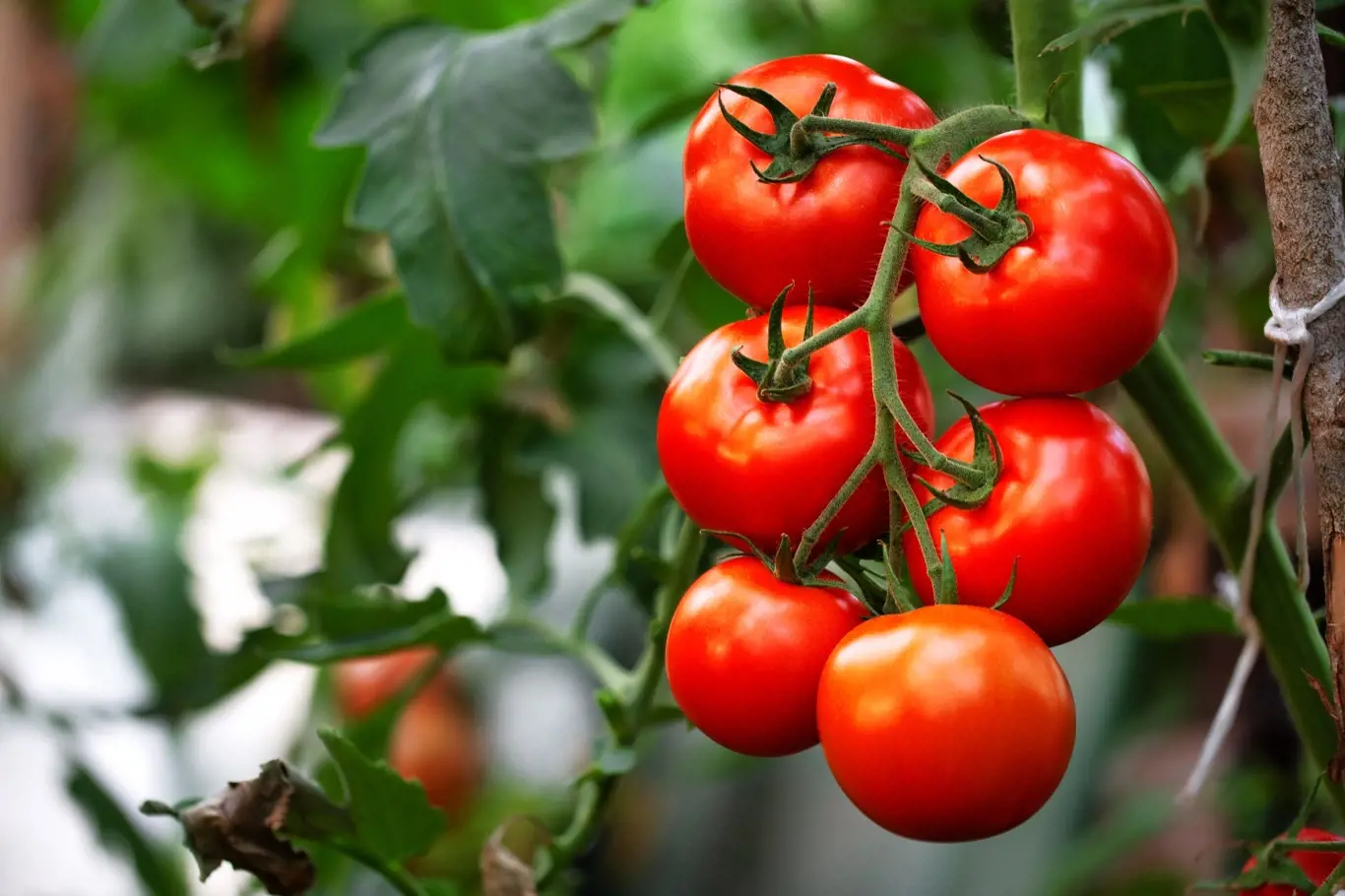 Sezóna pěstování rajčat je právě na startu.