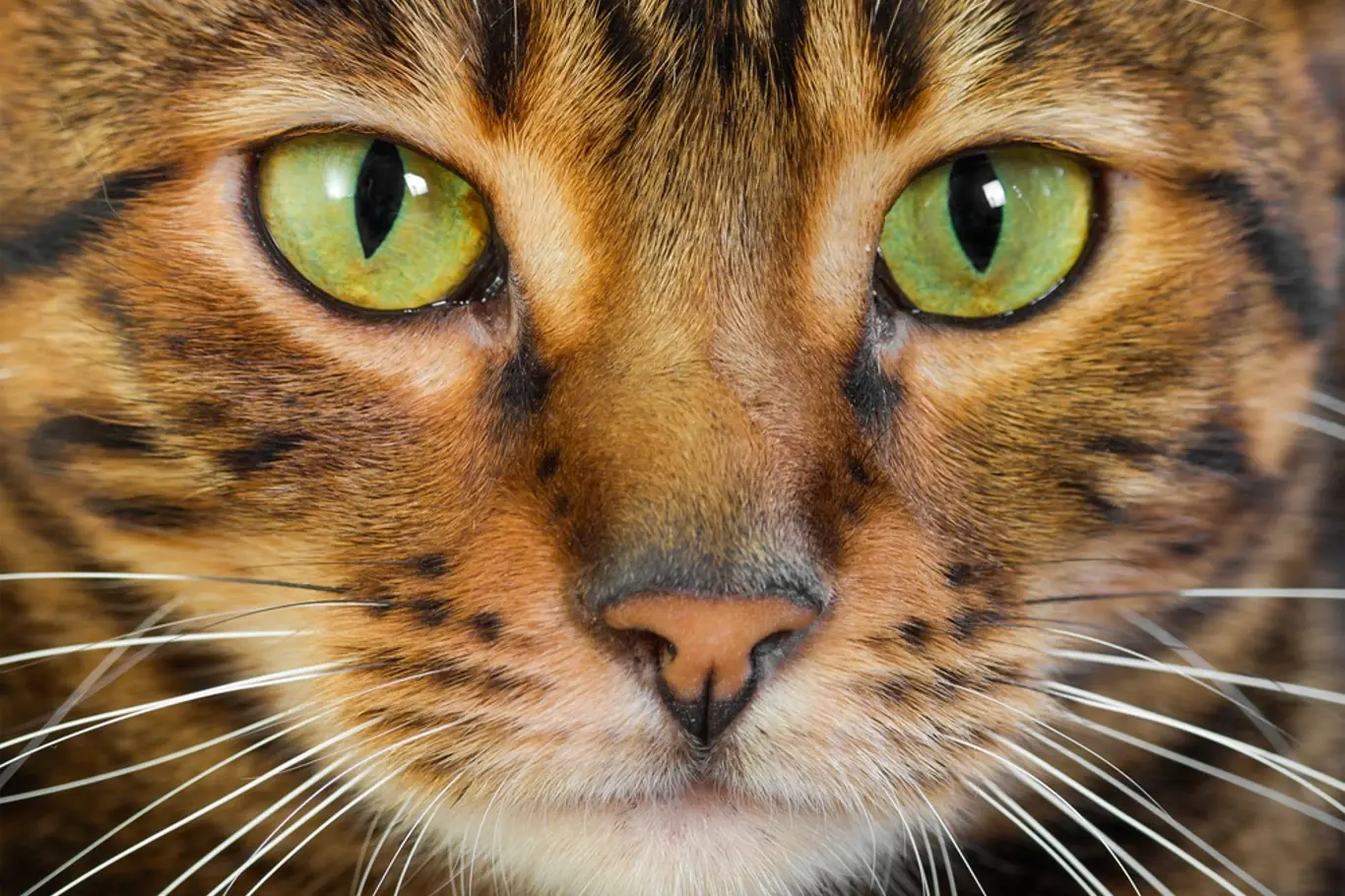 Jak fungují kočičí očí?