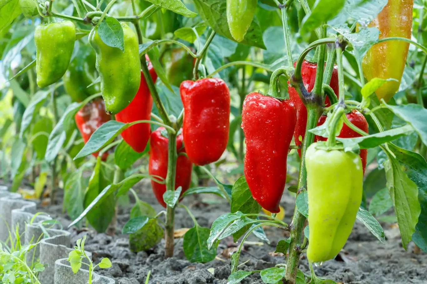 Umítě pěstovat papriky? Víte, kdy je zaštipovat?