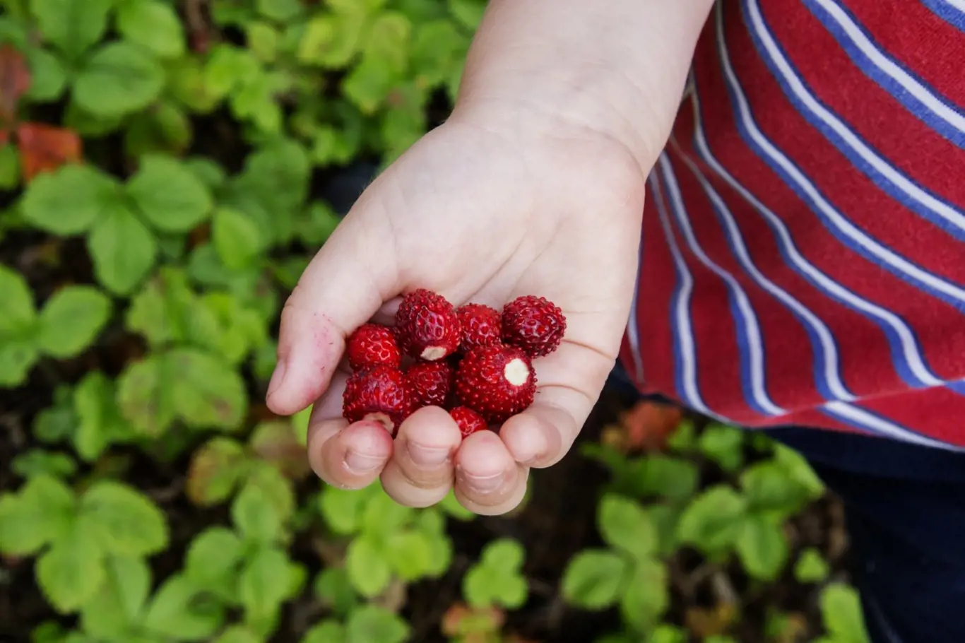 Lesní jahody můžete pěstovat i na zahradě