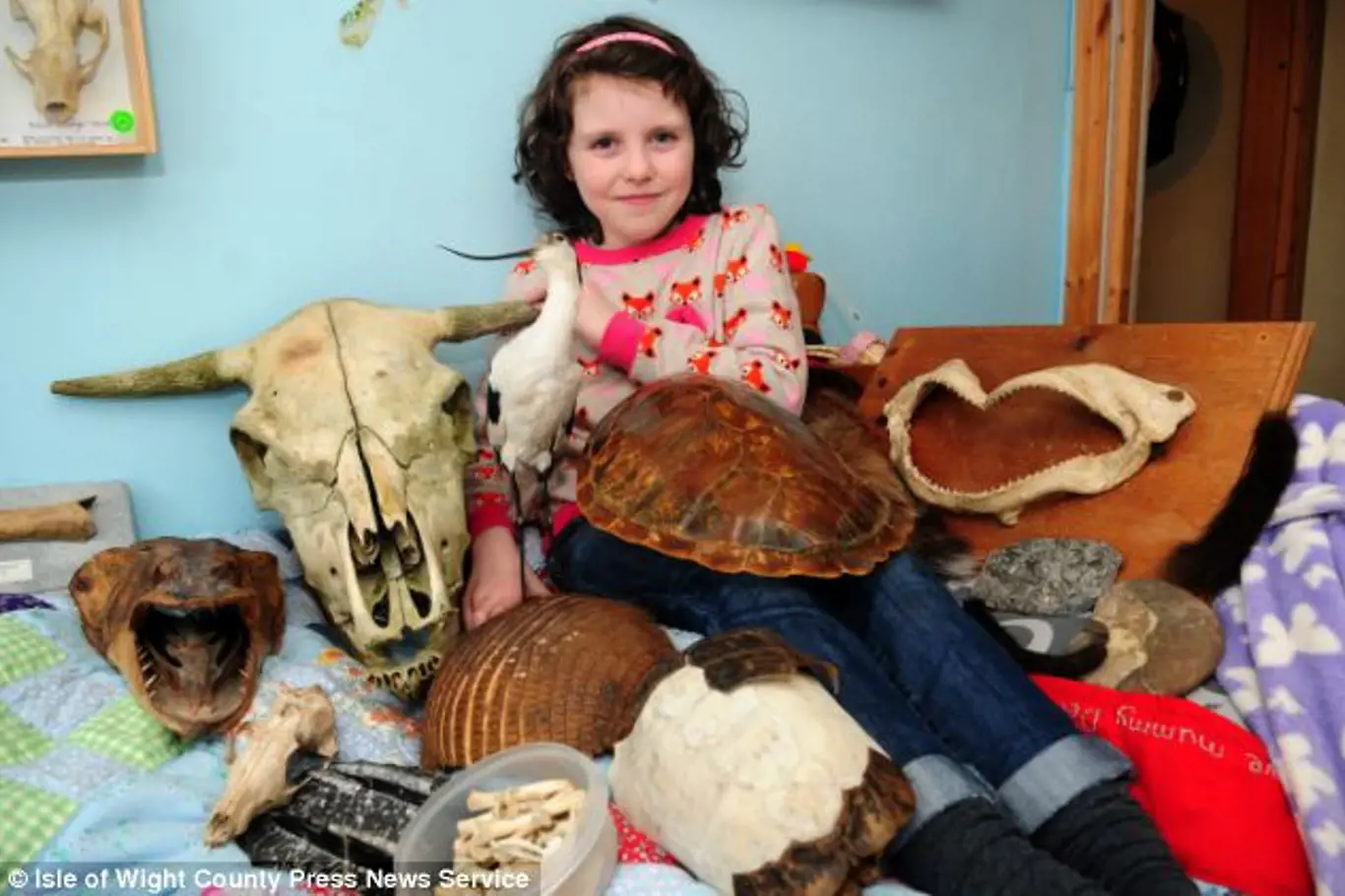 Daisy Morris se svou sbírkou zkamenělin, vycpaných zvířat, mušlí a kostí