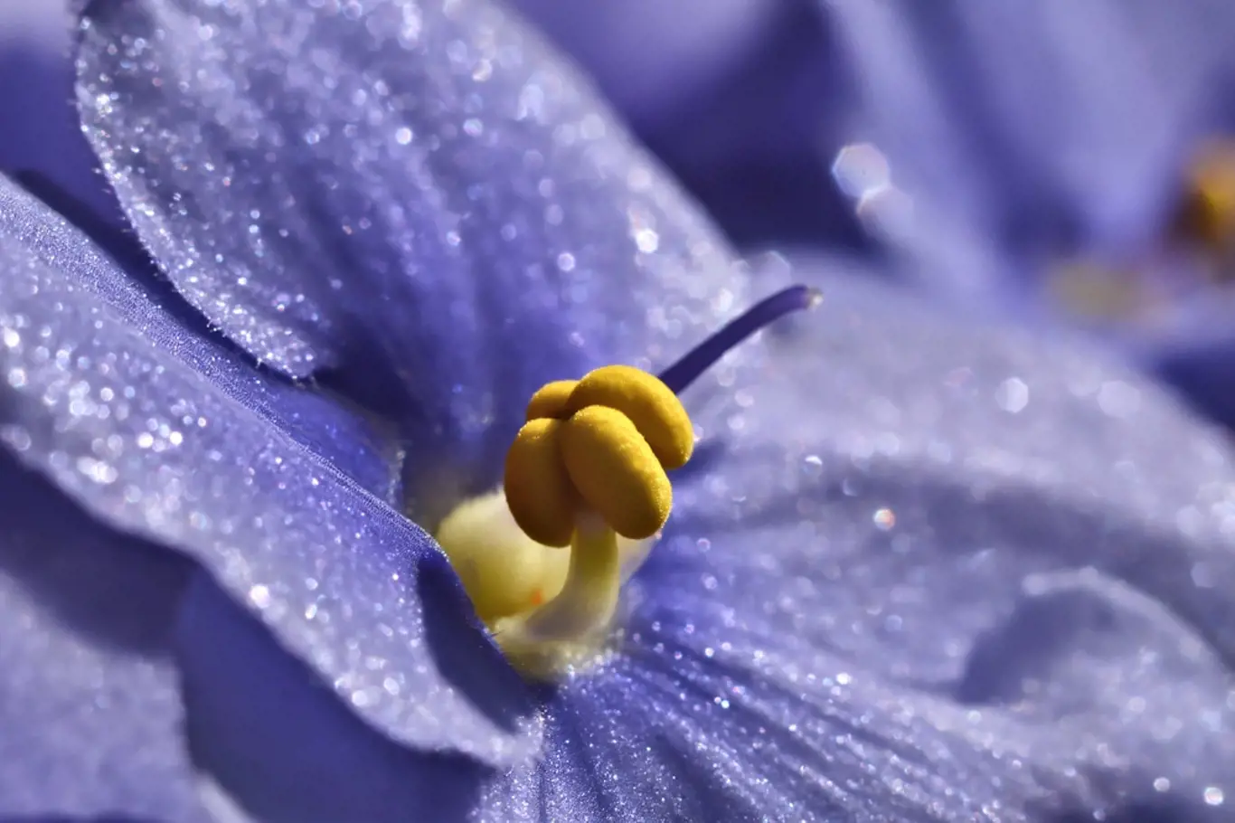 Africká fialka (Saintpaulia ionantha) - detail květu.
