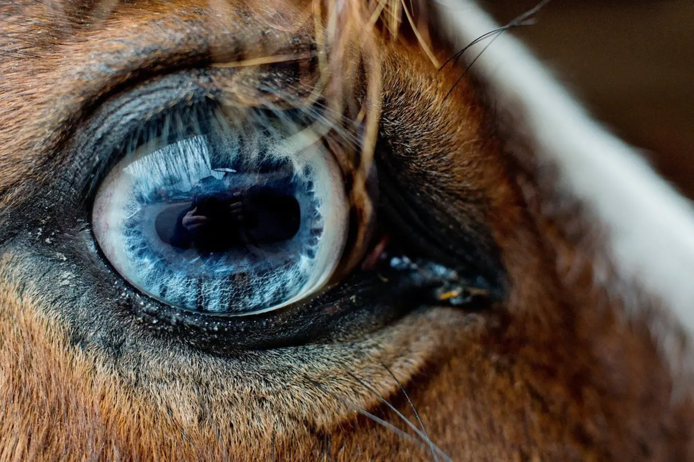 Koně mají oči krásné a smutné.
