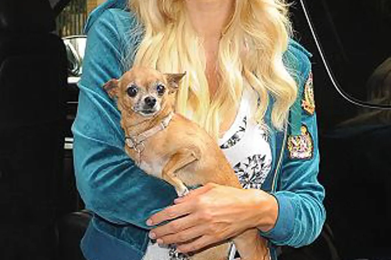 Paris Hilton s čivavou