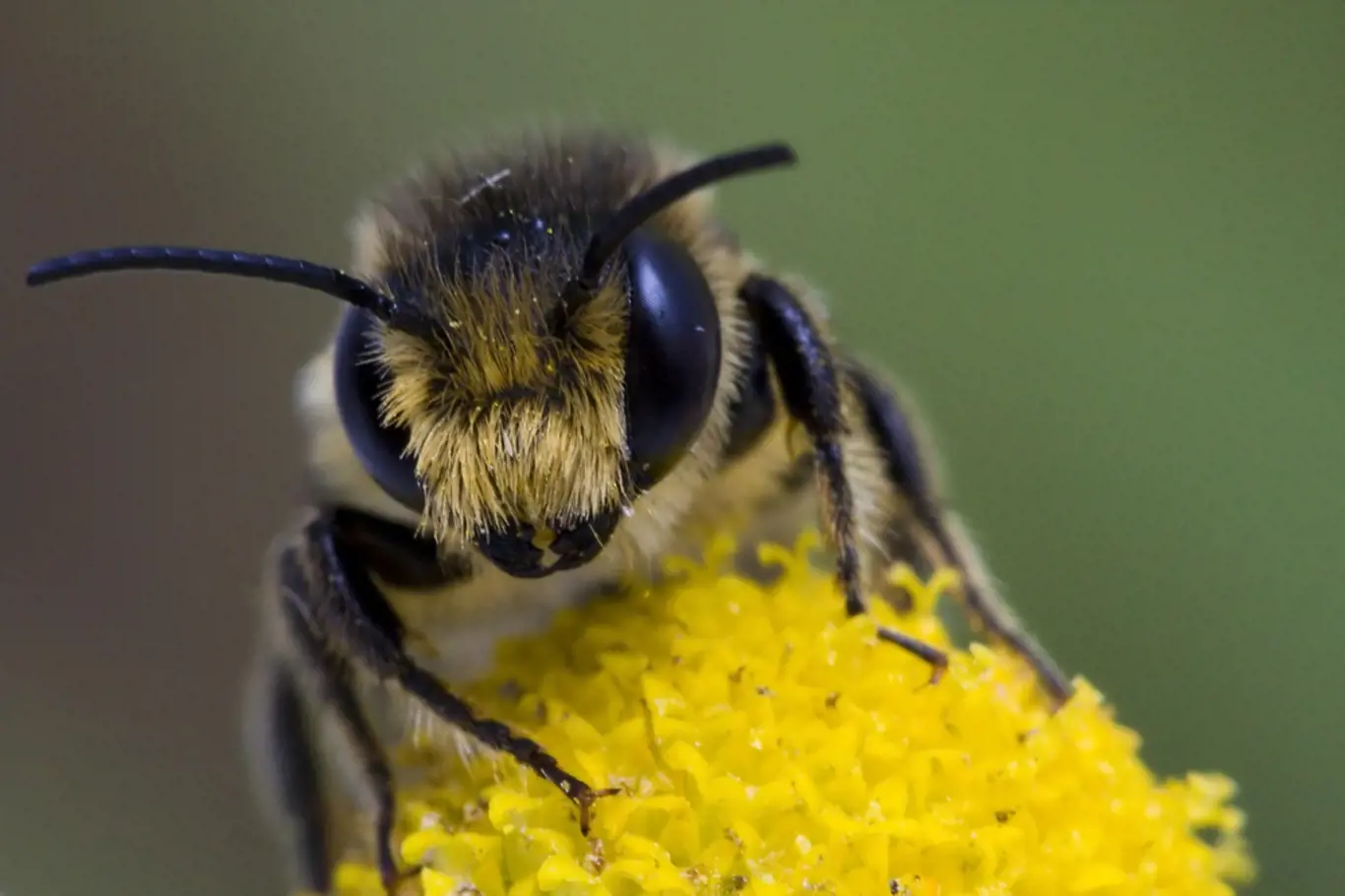 Včela - ilustrační snímek