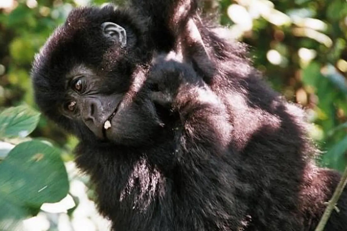 Ve Rwandě mi do očí koukaly horské gorily