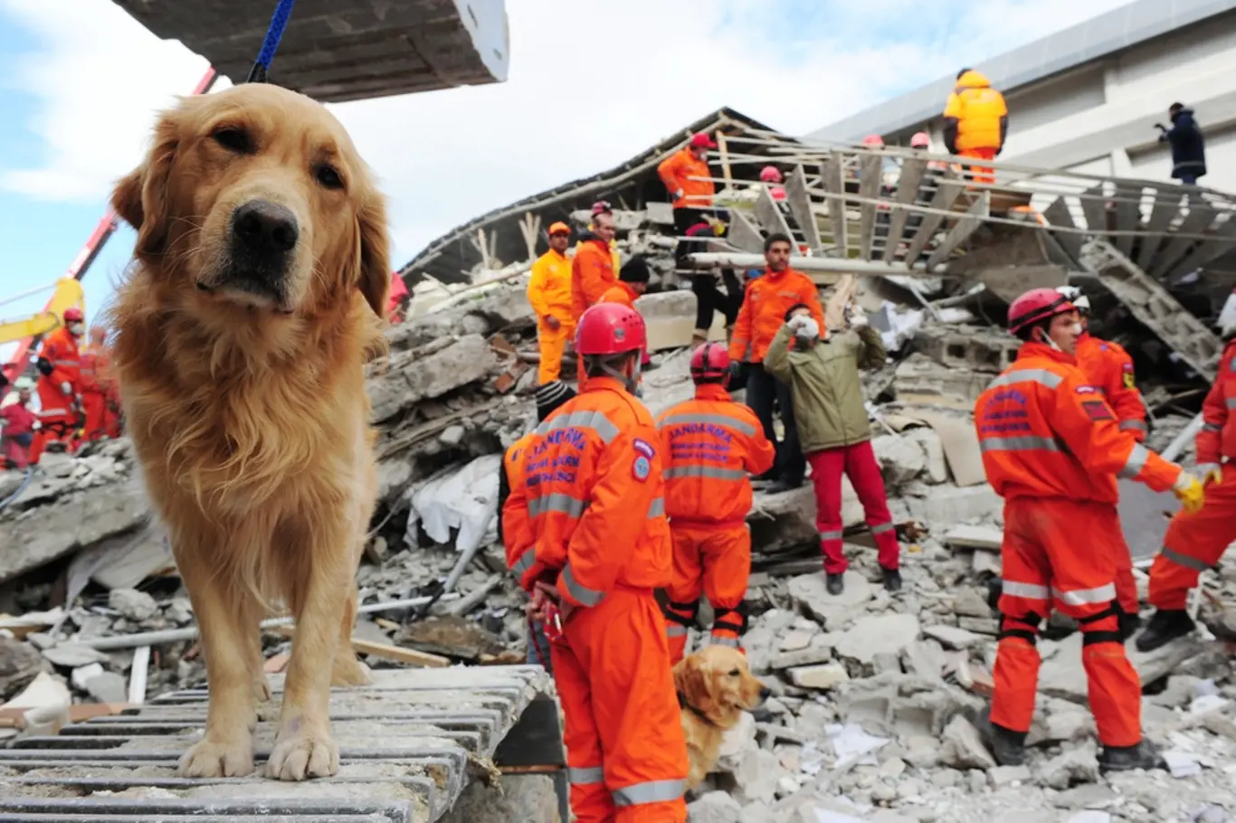 Psi silně vnímají i přicházející živelné katastrofy jako zemětřesení.