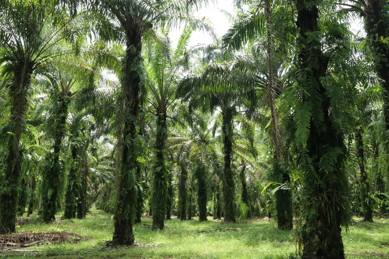 Palmy jsou pro člověka nejen estetickým potěšením, ale i velmi důležitými užitkovými rostlinami.