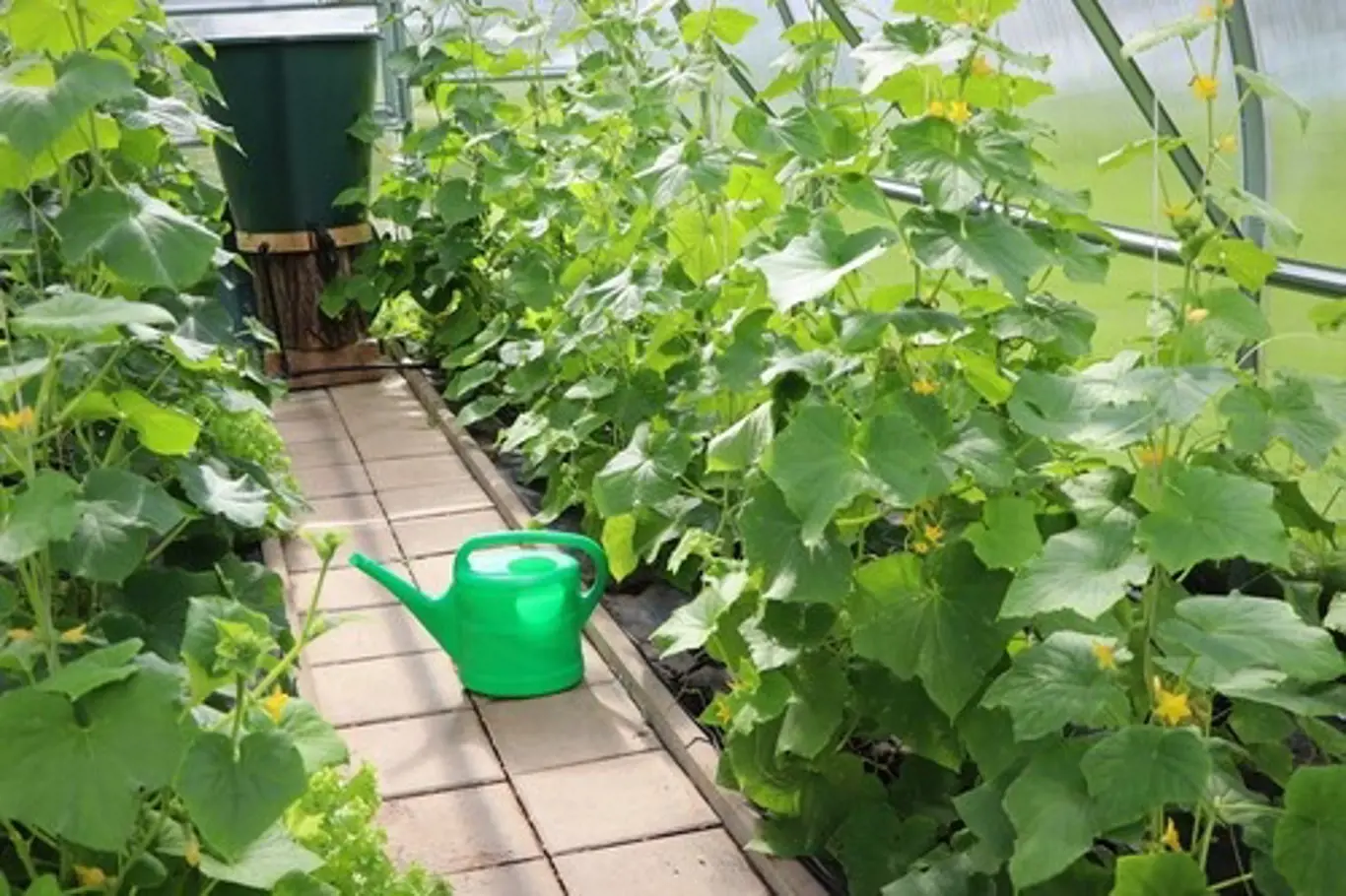 Vyzkoušejte vertikální pěstování okurek! Jde o skvělou metodu, při níž ušetříte spoustu místa a ochráníte okurky před plísní.