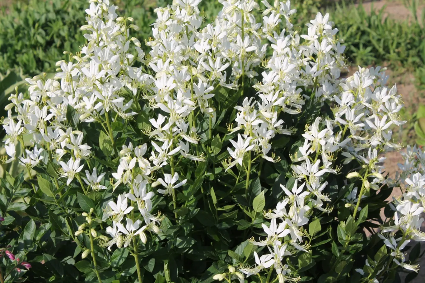 Bíle kvetoucí třemdava bílá (Dictamnus albus).