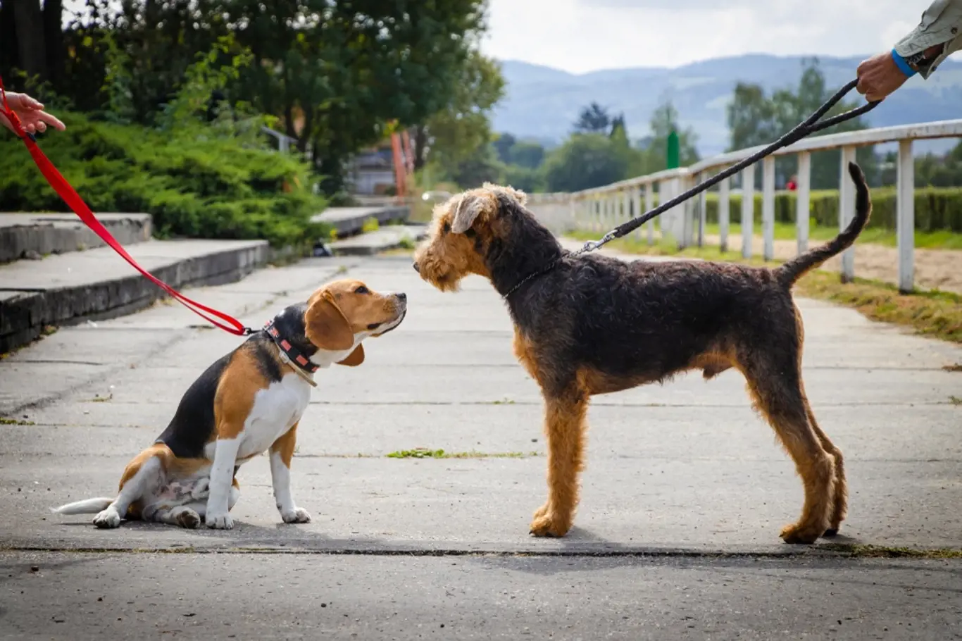 Psi se dorozumívají především postavením uší, ocasu, pohyby trupu.