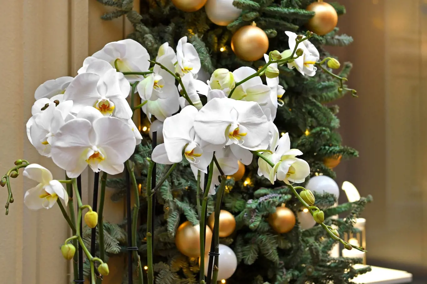 Bíle kvetoucí orchidej Phalaenopsis se hodí i pro vánoční výzdobu