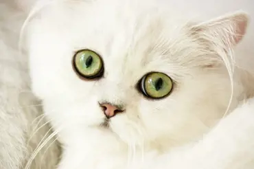 7 věcí, které jste netušili o bílých kočkách. Vědci prozradili, čím jsou zvláštní i podivné