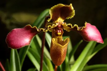 Okouzlující orchidej pantoflíček: Jakou vybrat a jak ji pěstovat?