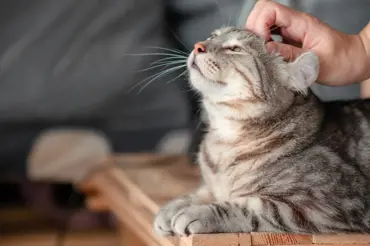 Šílené chování koček: Proč dělají těchto 6 nepochopitelných věcí