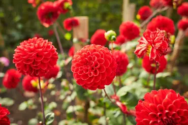 Červená předzahrádka je hitem: 23 nejkrásnějších rostlin kvetoucích rudě