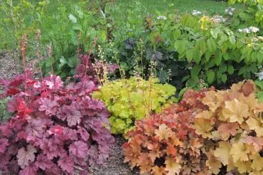 Nejbarevnější trvalka dlužicha: Její listy zdobí zahradu po celý rok