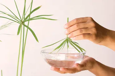 Chytré tipy a triky pro množení a řez pokojovek: Ze starých rostlin budou nové