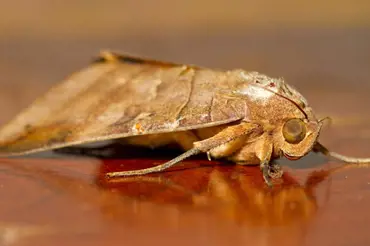 Jak se zbavit šatních molů: Chytat poletující motýlky nepomáhá, likvidujte larvy