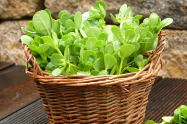 Šrucha zelná: Zapomenutá zelenina naších babiček. Léčí a je skvělá i v kuchyni