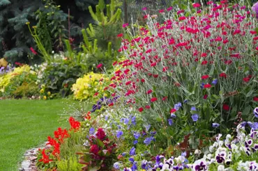 Na které druhy květin si na zahradě dát pozor, aby vám "nepřerostly přes hlavu"