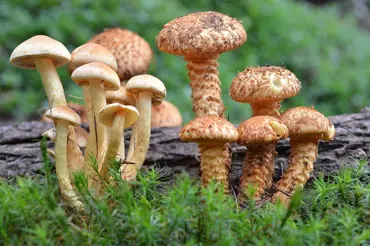 Podzimní houby vypadají jedovatě a přitom jsou jedlé. Z téhle připravíte výtečnou falešnou dršťkovku