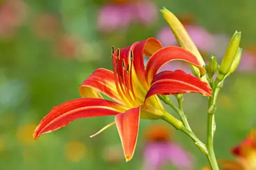 Denivky: atraktivní trvalky s velikými, zářivými květy