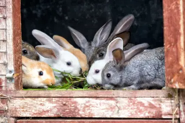 Největší chyby, kterých se dopouštějí i zkušení chovatelé při chovu králíků