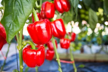 Kvalitu úrody paprik znásobí běžný oblíbený nápoj: Možná ho máte doma