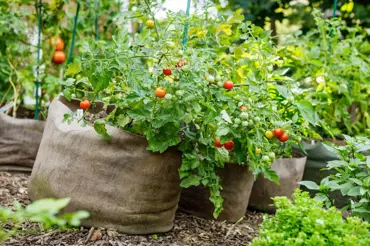 V Německu pěstují rajčata v hadrových pytlích. Je to ten nejefektivnější způsob