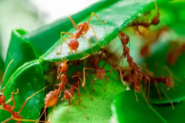 Vypuďte mravence ze zahrady: Naše babičky to dělaly kvasnicemi