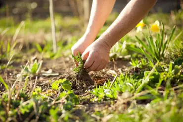 Jak spravit zničený trávník? 6 neodolatelných tipů bez použití chemie