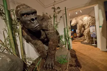 King Kong existoval. Gigantická opice děsila svým vzrůstem a zabilo ji jídlo