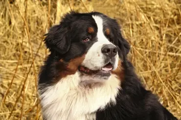 Bernský salašnický pes: Dobrácký obr, který když zaútočí, nepomůže vám vůbec nic