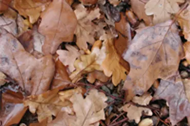 Listí do kompostu