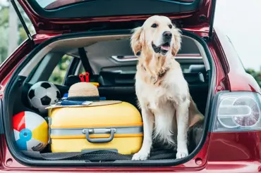 Bezpečné cestování se psem: Psí pláže a co do letadla nebo auta nesmí chybět
