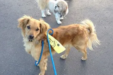 Co znamená, když má pes na obojku žlutou stužku: Když takového potkáte, nehladit! Obloukem se mu vyhněte