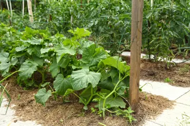 Jak zdvojnásobit úrodu okurek: Pěstujte je na trávě
