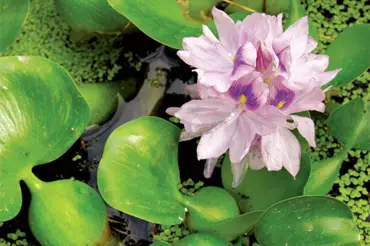 Jak přezimovat vodní hyacint?