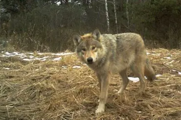 Zmutovaní vlci v okolí Černobylu šokovali vědce. Vyvinuli si geny odolné proti rakovině