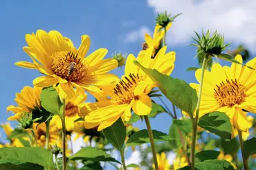 Jak pěstovat slunečnice jako trvalky: Rozzáří zahradu a jsou téměř nezničitelné