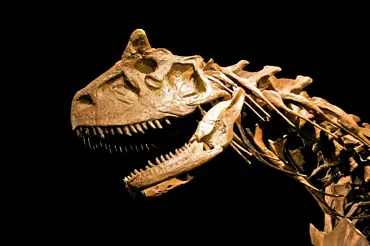 Vědci zrekonstruovali podobu masožravého býka pravěku. Carnotaurus své oběti zabíjel mimořádně zákeřně