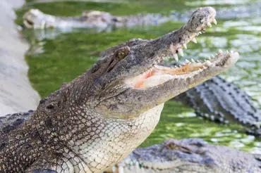 Hororová bitva na ostrově Ramree: Krokodýli zmasakrovali tisíc vojáků