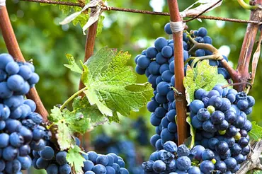 Vinobraní, slavnosti hroznů a vína